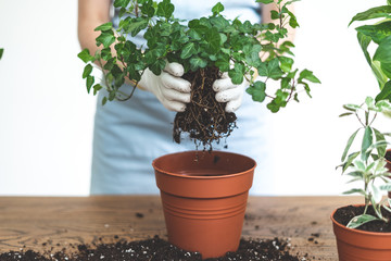 Gardener woman replant green plant at home
