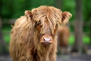 Portrait of Scottish Highland Cow (Hairy Coo) with its long fur