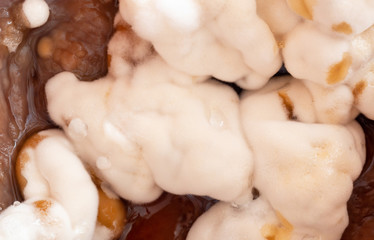 Macro shot of mold with water drops (aspergillus) on jam, view from above