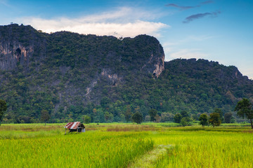 Landscape of rice field in the countryside of Thailand.