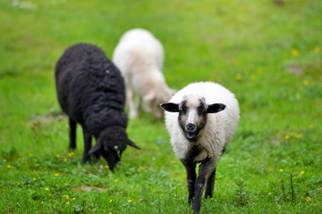 Sheeps in a meadow on green grass