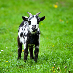 Black and white baby goat standing on green lawn