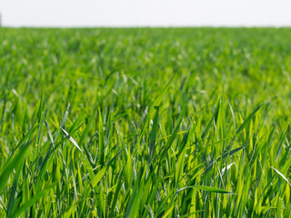 Juicy spring grass on the field - background. Freshness green