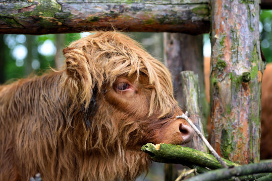 Portrait of Scottish Highland Cow (Hairy Coo) with its long fur
