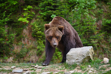 Obraz na płótnie Canvas Young brown bear on the edge of the forest