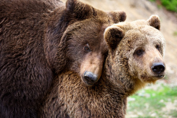 Brown bears mating in the spring forest