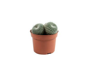 Green flower plant growing in brown pot isolated on white background