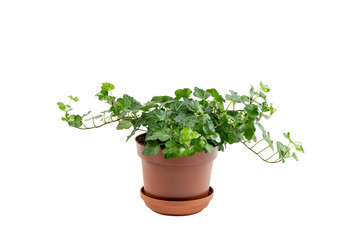Little green and beautiful plant growing in brown flower pot