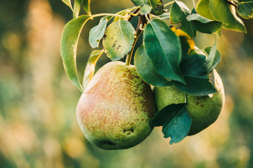 Two ripe pears on a branch in the garden