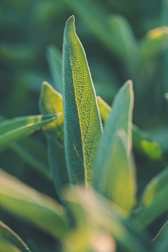 Aromatic common sage leaves