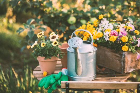 Various potted flowers and a metal watering can on the table