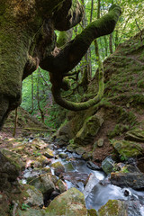 Belaustegi beech forest, Gorbea Natural Park, Vizcaya, Spain