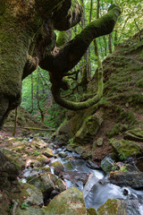 Fototapeta na wymiar Belaustegi beech forest, Gorbea Natural Park, Vizcaya, Spain