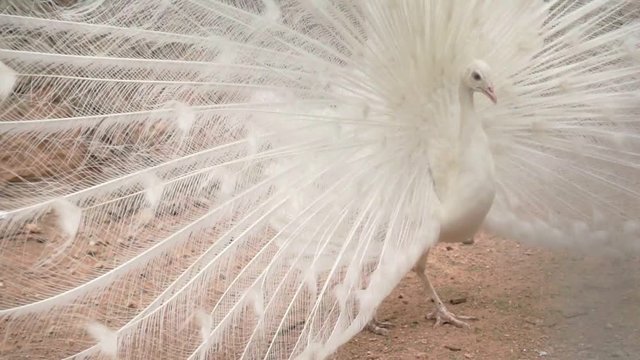 A very beautiful white peacock in the zoo spread its magnificent plumage