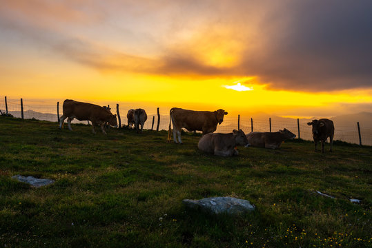 Cows in Oiz mountain, Basque Country, Spain
