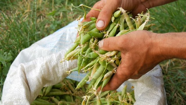 The hands of a male farmer hold many freshly harvested green pea pods in white bag