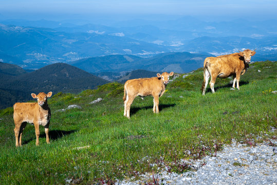 A cow with two calves in Oiz mountain, Basque Country, Spain