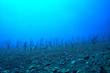 sea eels underwater / garden eels, sea snakes, wild animals in the ocean