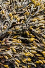 Close up of Bladder Wrack seaweed (Fucus vesiculosus)