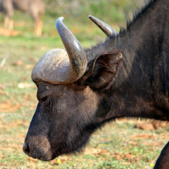 Water Buffalo