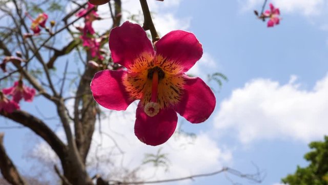 STEADY CLOSE UP Silk floss tree and pink flower with blue cloudy sky in Nairobi