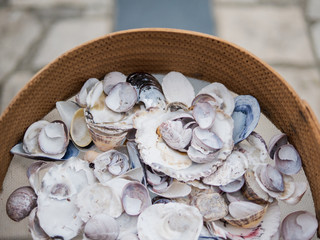 Different seashells together on a sifter