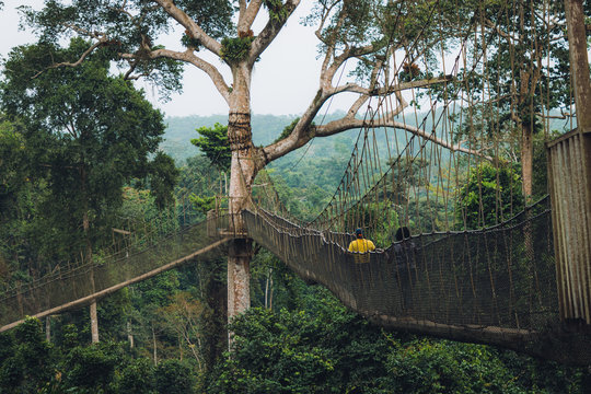 Kakum Canopy Walk in Ghana's Rainforest