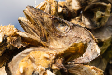 Close up of cod heads drying on a wooden rack
