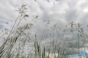 Grasses against the sky with clouds. Bottom view.
