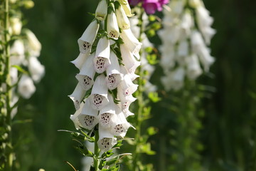 digitalis blossom