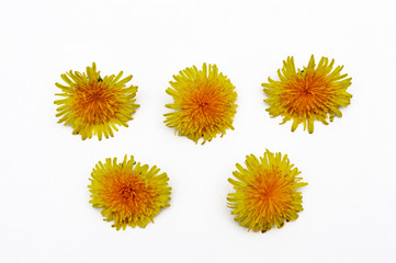 dandelion isolated on white background