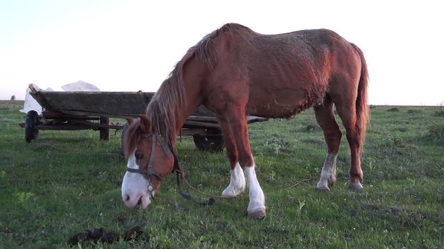 SLOW MOTION, CLOSE UP: Beautiful powerful dark brown stallion horse pasturing on vast meadow field at golden sunset evening and shaking his mane. Big and strong gelding gazing on pasture at sunrise