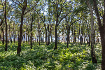 Exploring the Tiligerry Habitat Reserve - Gum Trees and Ferns
