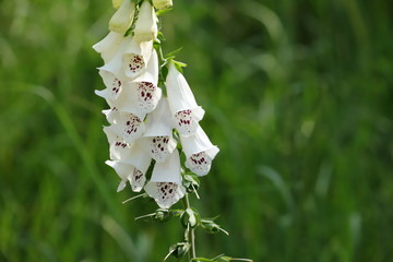 digitalis blossom
