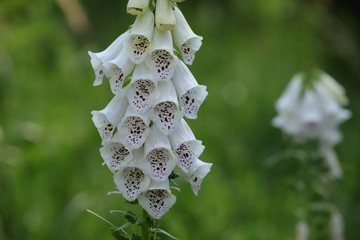 digitalis blossom