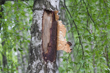 Birch with purified bark on the white birch in the park. Nature