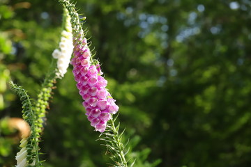 digitalis blossom