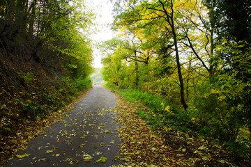 asphaltierter Waldweg im Herbst mit grün gelben Bäumen und Sträuchern