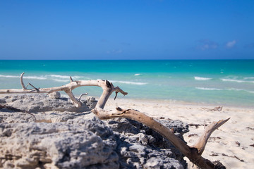 Fototapeta na wymiar dry branch lies on the rocks on the beach near the ocean. horizontally.