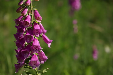 digitalis blossom