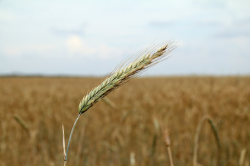 spike in a grass field in summer. future ripening crop
