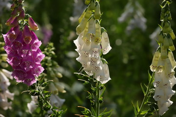 digitalis blossom