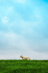 Obraz premium A lamb seen sideways on a green grassy dike against a blue clouded sky, photographed from frog’s perspective.