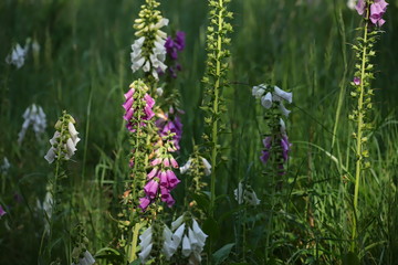digitalis blossom