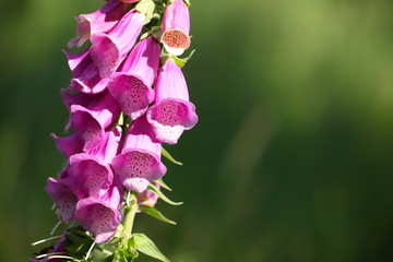 digitalis blossom