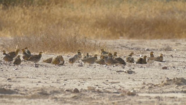 Pin Tailed Sandgrouse Preening, Negev Desert, Israel