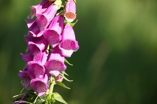 digitalis blossom