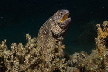 Moray eel Mooray lycodontis undulatus in the Red Sea, eilat israel