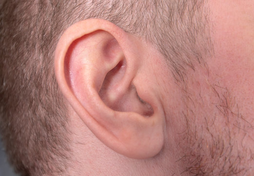 Close-up Man Ear or Human Ear
