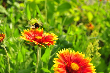 bee on flower